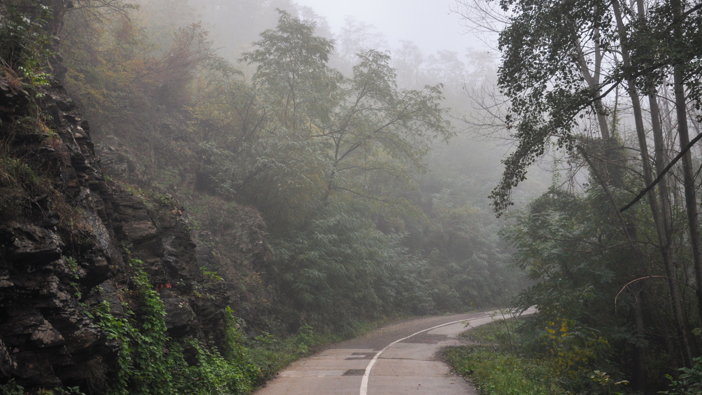 A windy road through woods